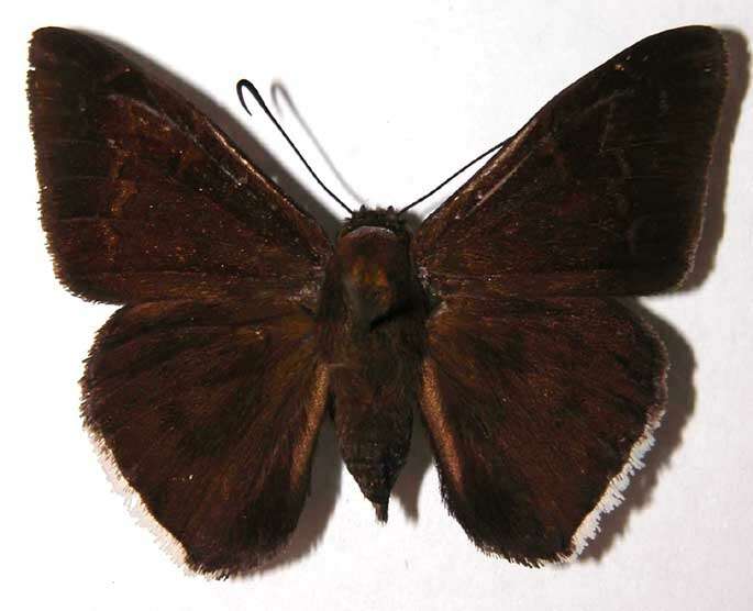 Imagem de Achalarus toxeus Plötz 1882