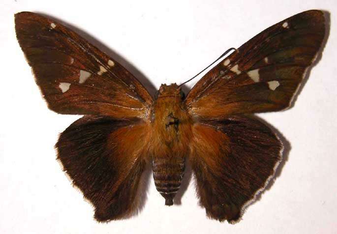 Image of Epargyreus