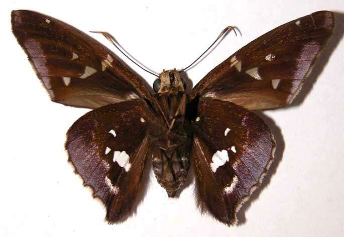 Image of Epargyreus