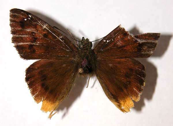 Image of <i>Telemiades gallius</i>