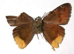 Image of <i>Telemiades gallius</i>