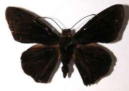 Hyalothyrus neleus Linnaeus 1758 resmi