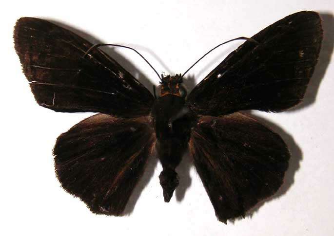 Image of Hyalothyrus neleus Linnaeus 1758