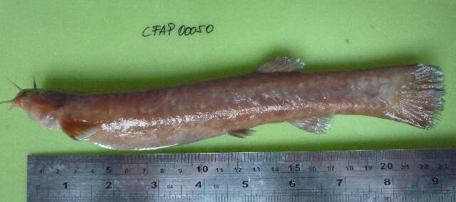 Image of pencil catfishes