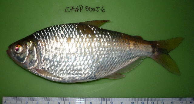 Image of tetras