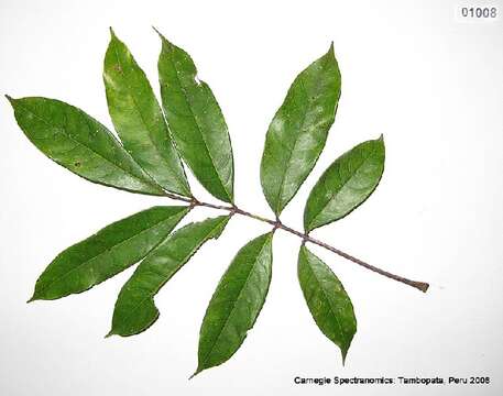 Image of Tetragastris panamensis (Engl.) Kuntze