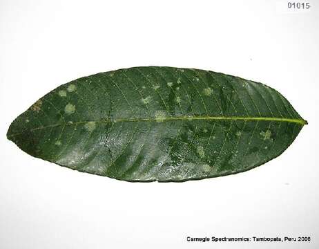 Image of Pseudolmedia macrophylla Trec.