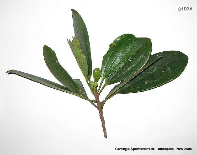 Image of Coussapoa trinervia Spruce ex Mildbr.