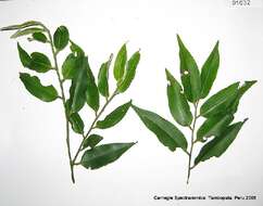 Image of Diospyros sericea A. DC.