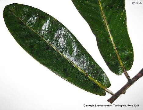 Sivun Virola caducifolia W. A. Rodrigues kuva