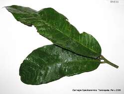 Image of Naucleopsis naga Pittier