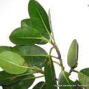 Image of Ficus americana subsp. guianensis (Desv.) C. C. Berg