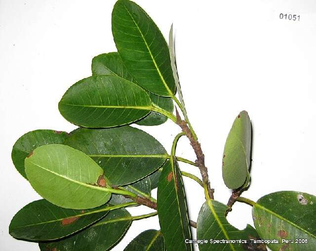 Image of Ficus americana subsp. guianensis (Desv.) C. C. Berg