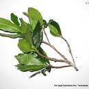 Image of Pouteria lucumifolia (Reissek ex Maxim.) T. D. Penn.
