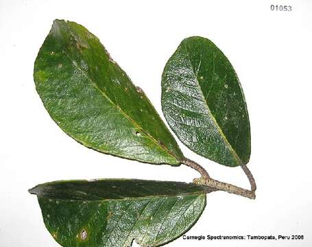 Image of Ficus gomelleira Kunth & Bouche