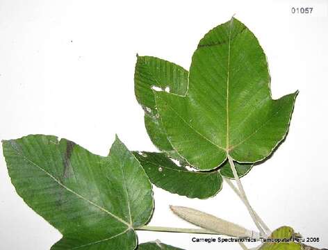 Image of Pourouma guianensis subsp. guianensis