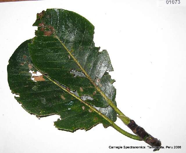 Image of Ficus schultesii Dugand