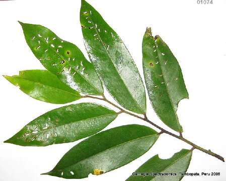 Image of Guatteria citriodora Ducke