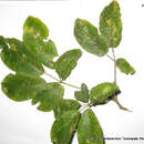 Handroanthus obscurus (Bur. & K. Schum.) Mattos的圖片