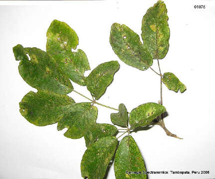 Image of Handroanthus obscurus (Bur. & K. Schum.) Mattos