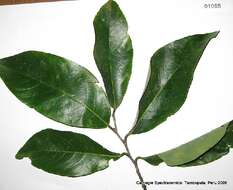 Image of Ruizodendron ovale (Ruiz & Pav.) R. E. Fr.