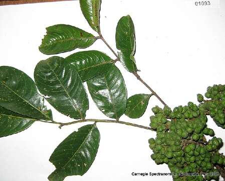 Image of Zanthoxylum sprucei Engl.