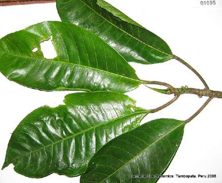 Image of Ficus maxima Mill.