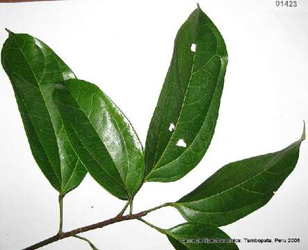 Image of Glycydendron