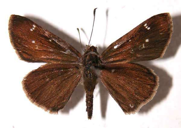 Слика од Cymaenes odilia trebius Mabille 1891