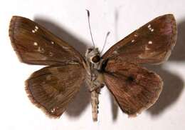 Слика од Cymaenes odilia trebius Mabille 1891