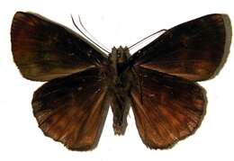 Image of Tosta platypterus Mabille 1895