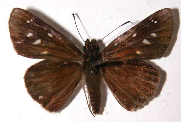 Image of Cobalopsis nero Herrich-Schäffer 1869