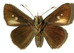 Image of Cynea cynea Hewitson 1876