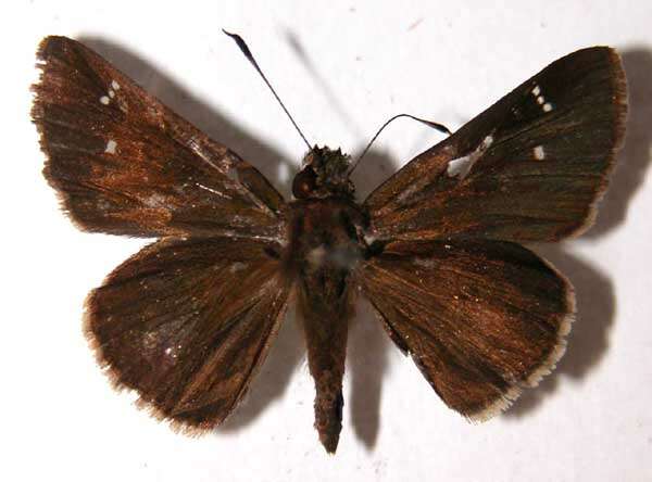 Слика од Cymaenes odilia trebius Mabille 1891