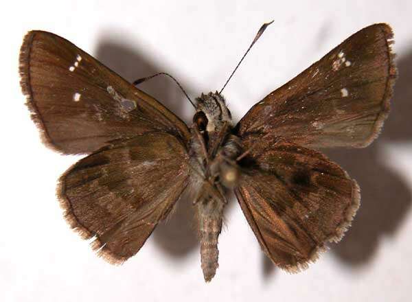 Слика од Cymaenes odilia trebius Mabille 1891