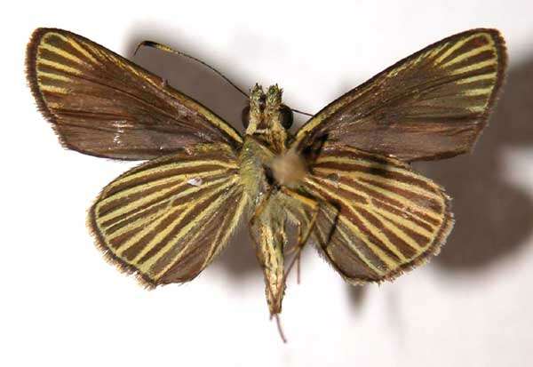 Image de Parphorus storax Mabille 1891