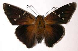 Image of Epargyreus