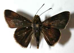 Image of Cryptic Remella