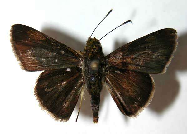 Image of Cryptic Remella