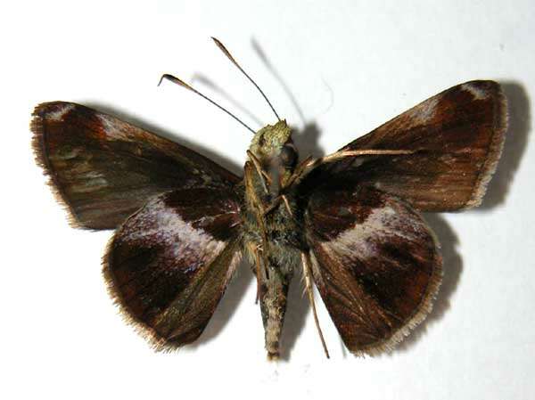 Image of Cryptic Remella