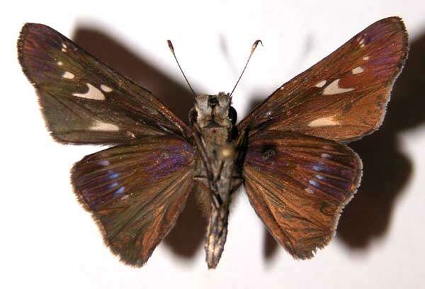 Image of Purple-washed Skipper