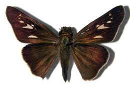 Image of Purple-washed Skipper