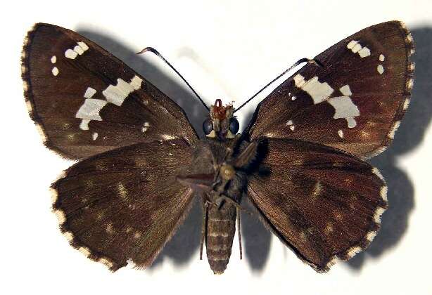 Image of Celaenorrhinus fritzgaertneri Bailey 1880