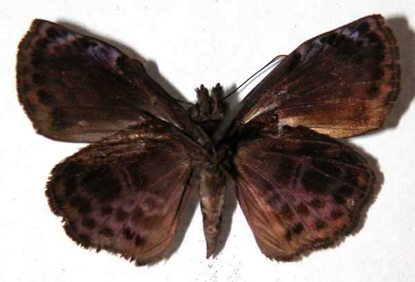 Слика од Cycloglypha thrasibulus Fabricius 1793