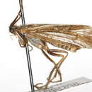 Image of Lenarchus (Paralenarchus) brevipennis (Banks 1899)
