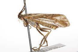 Image of Lenarchus (Paralenarchus) brevipennis (Banks 1899)