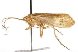 Image of Anabolia consocia (Walker 1852)