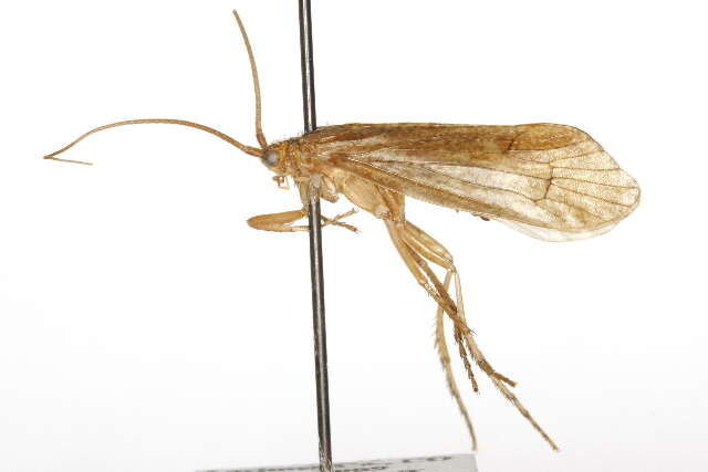 Image of Anabolia consocia (Walker 1852)