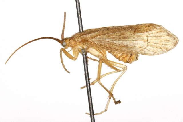 Image of Anabolia consocia (Walker 1852)