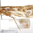 Image of Clistoronia (Clistoronia) maculata (Banks 1904)